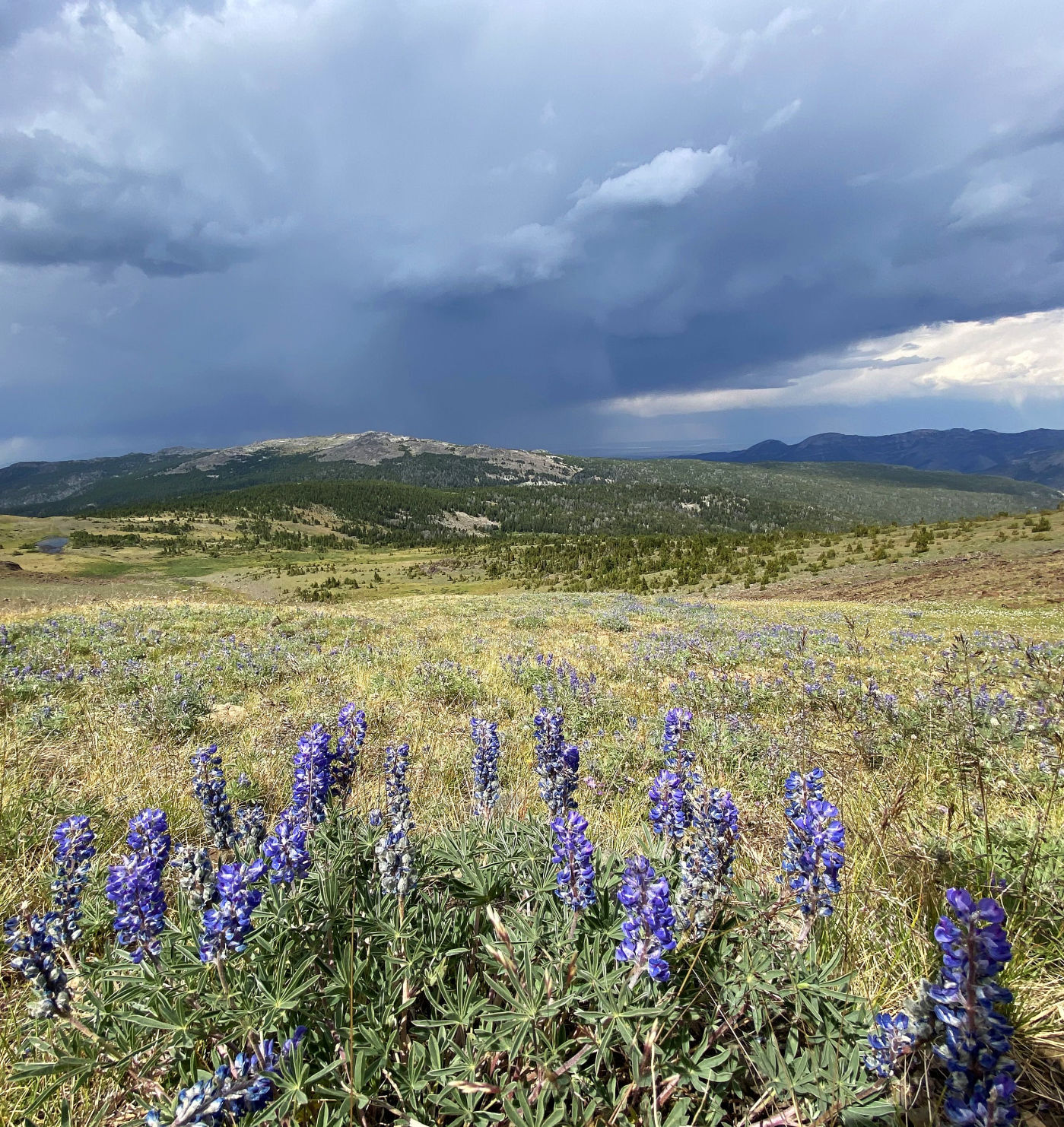 Lupine